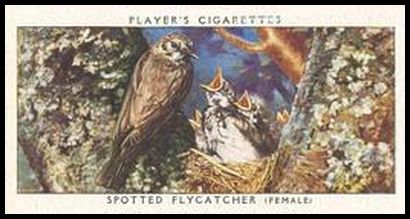 13 Spotted Flycatcher